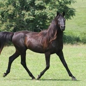 Meet your Posher, Pamela